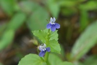 Lobelia alsinoides