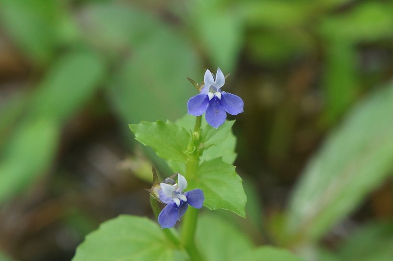 Lobelia alsinoides