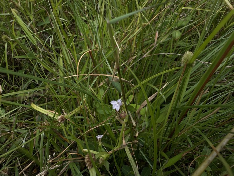 Lobelia alsinoides photo 2