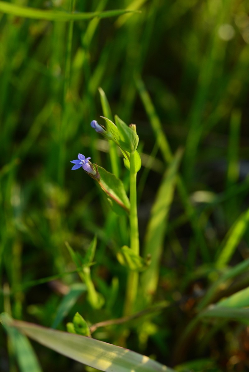 Lobelia alsinoides photo 3