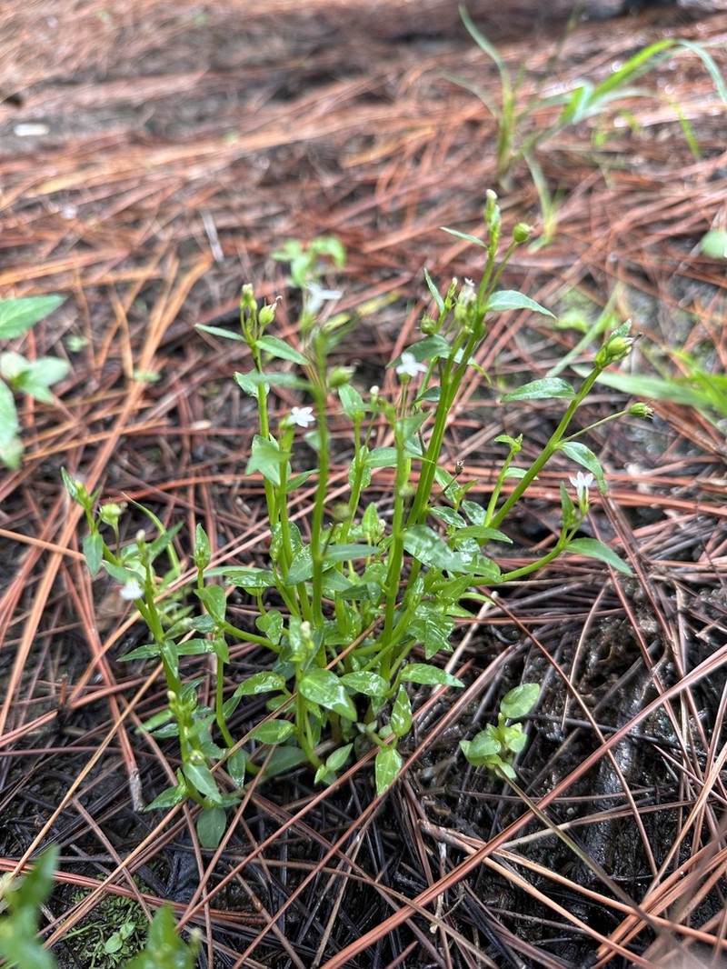 Lobelia alsinoides photo 4