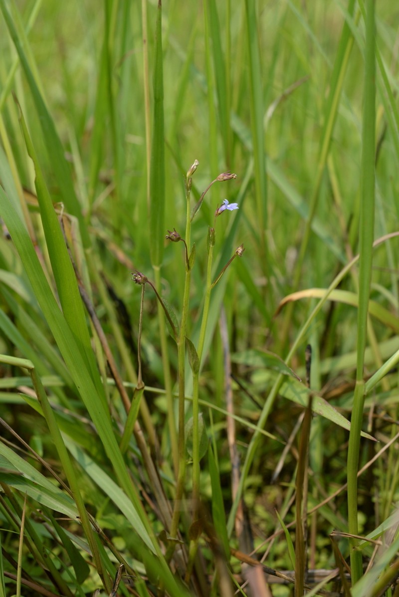 Lobelia alsinoides photo 5