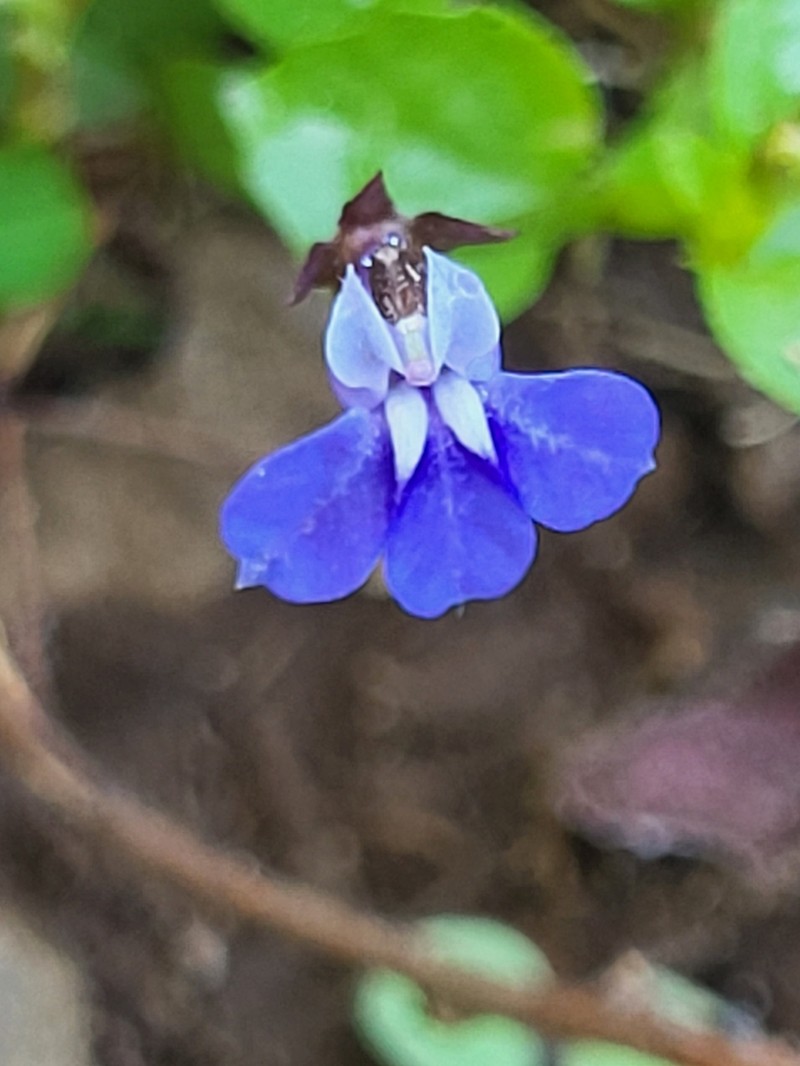 Lobelia alsinoides photo 6