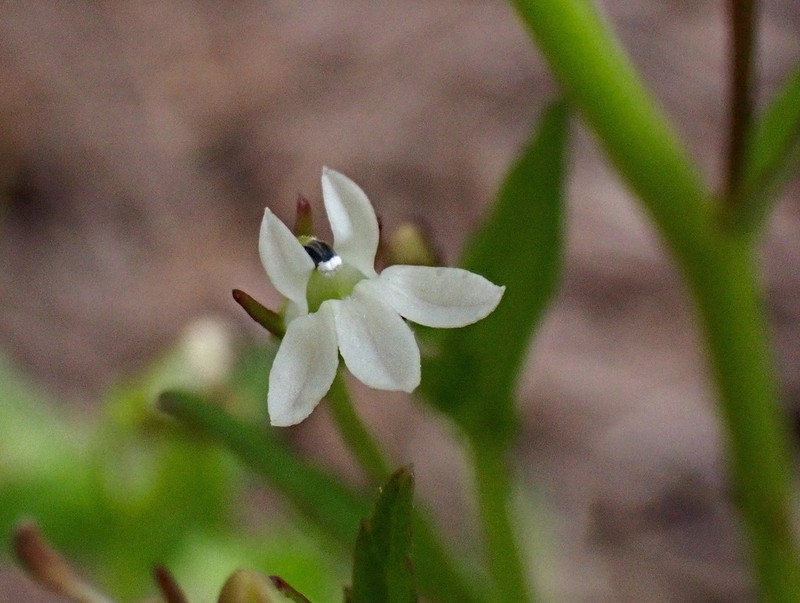 Lobelia alsinoides photo 7