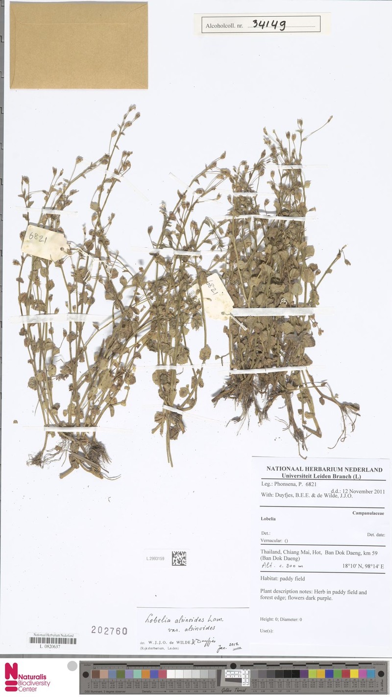 Lobelia alsinoides var. alsinoides