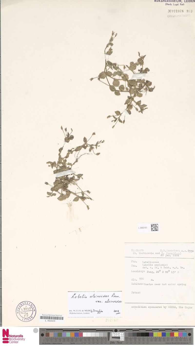 Lobelia alsinoides var. alsinoides photo 2