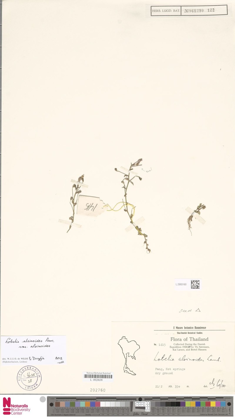 Lobelia alsinoides var. alsinoides photo 3