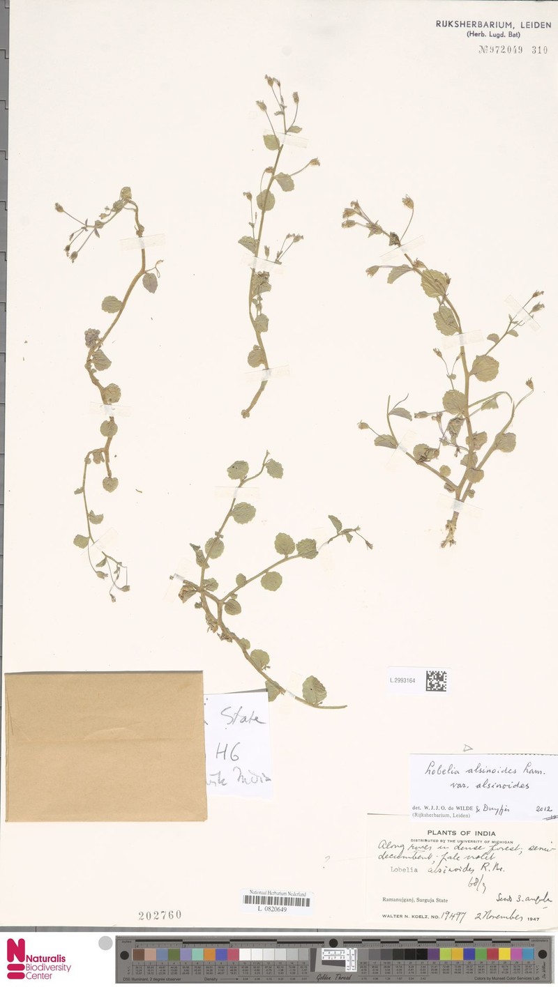 Lobelia alsinoides var. alsinoides photo 4