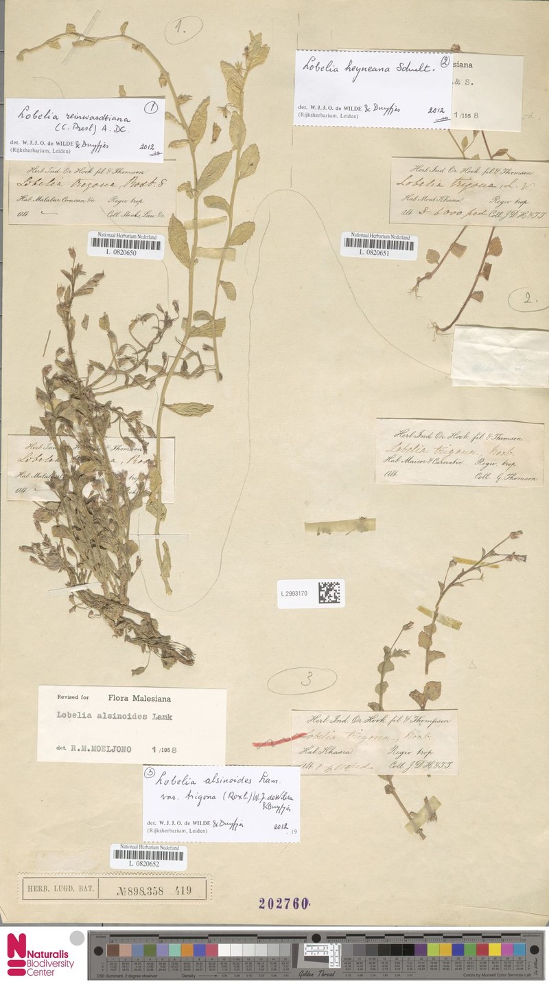 Lobelia alsinoides var. trigona