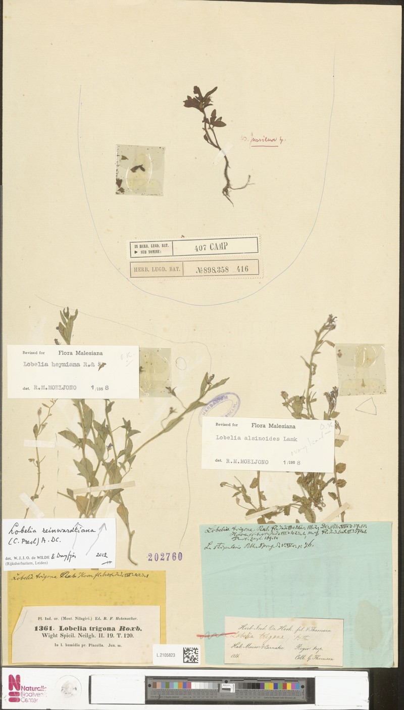 Lobelia alsinoides var. trigona photo 2