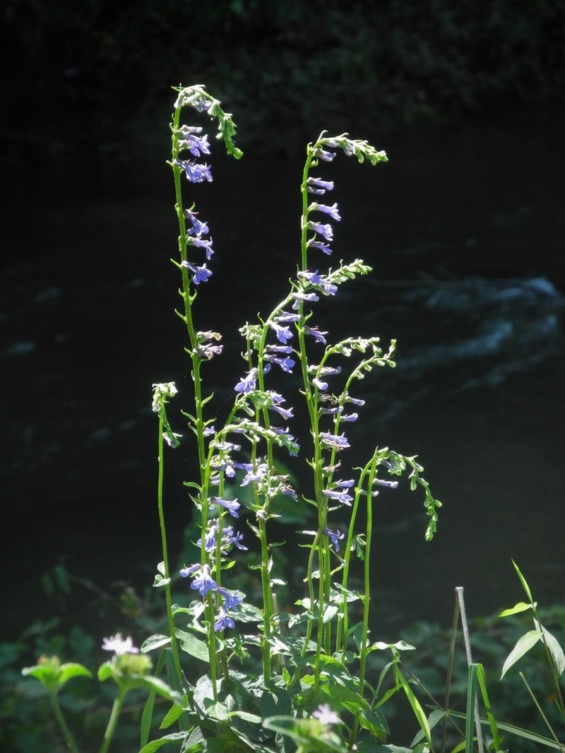 Southern Lobelia