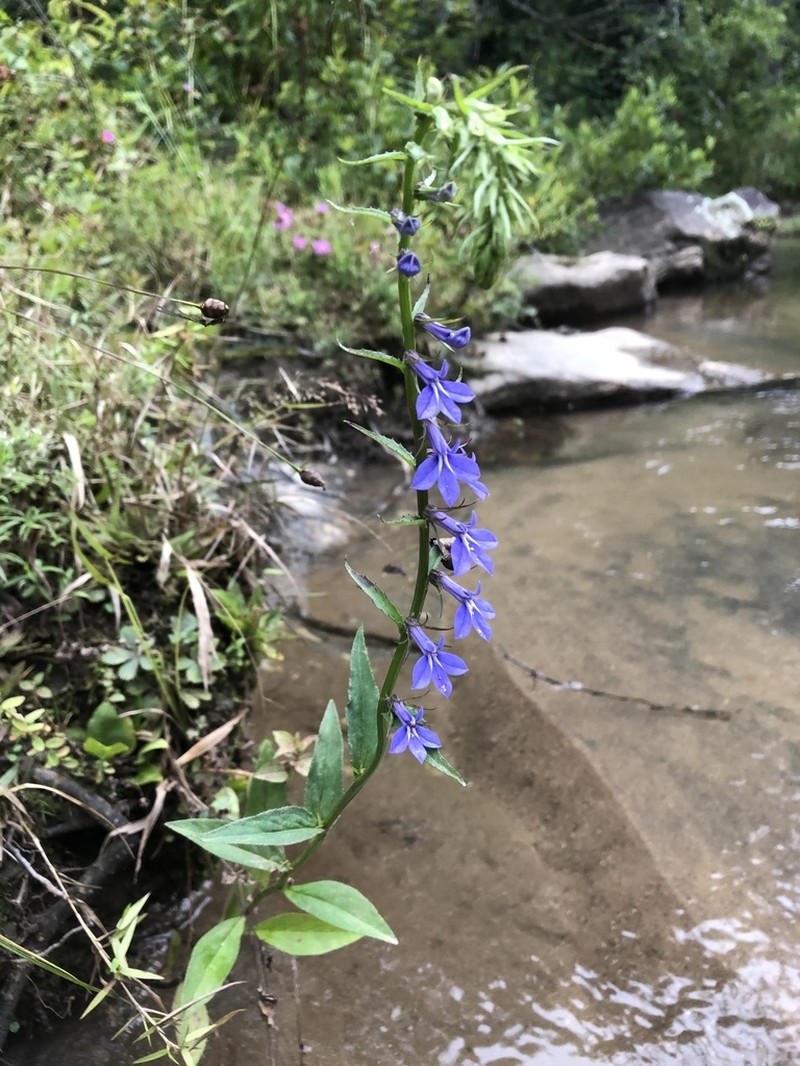 Southern Lobelia photo 2