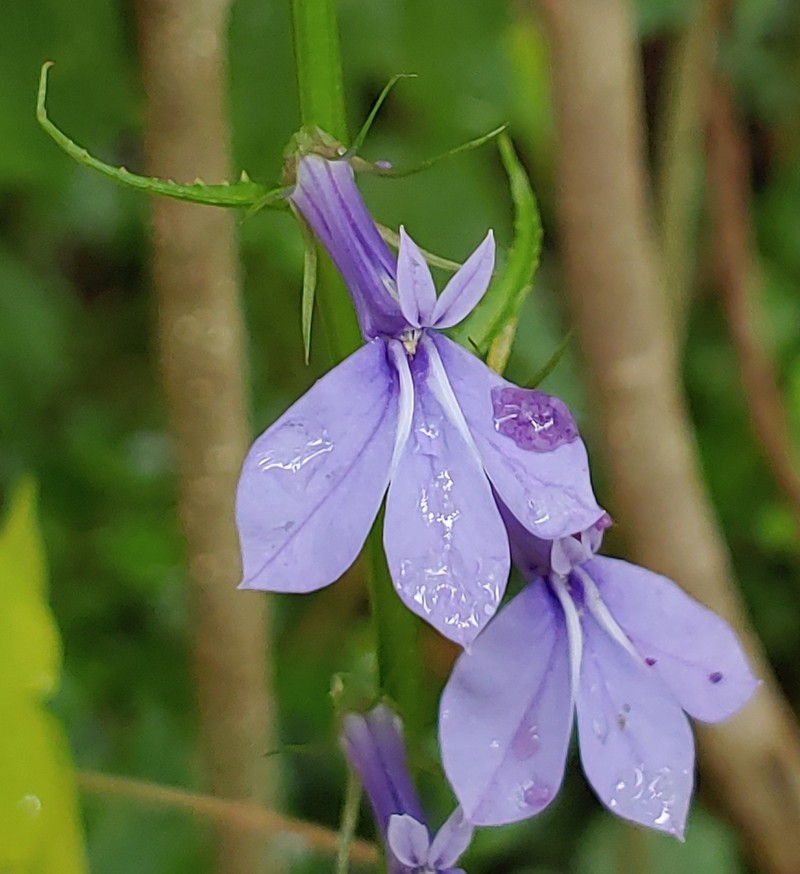 Southern Lobelia photo 3