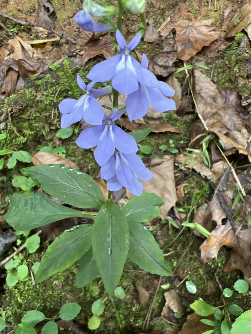 Southern Lobelia photo 4