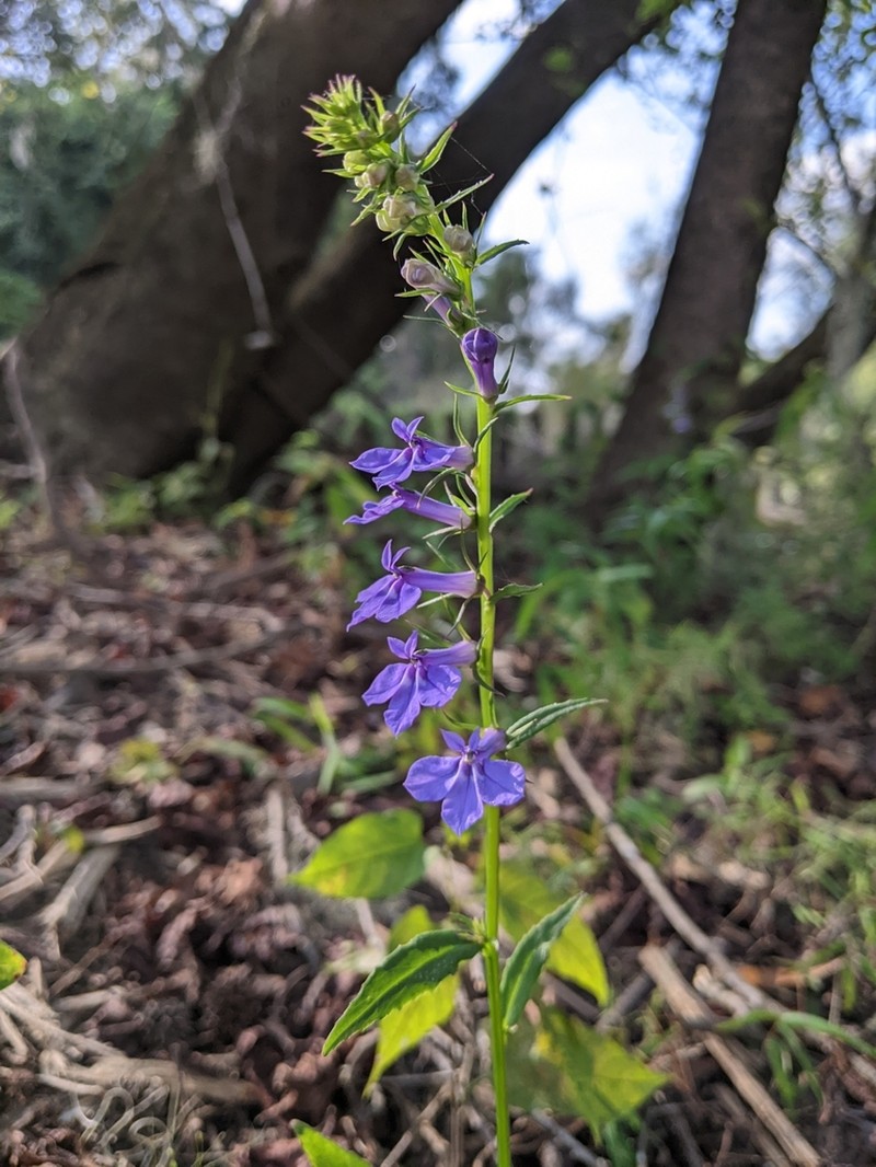 Southern Lobelia photo 5