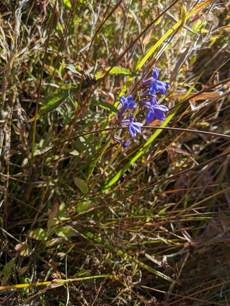 Southern Lobelia photo 6