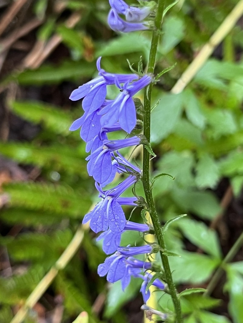 Southern Lobelia photo 7