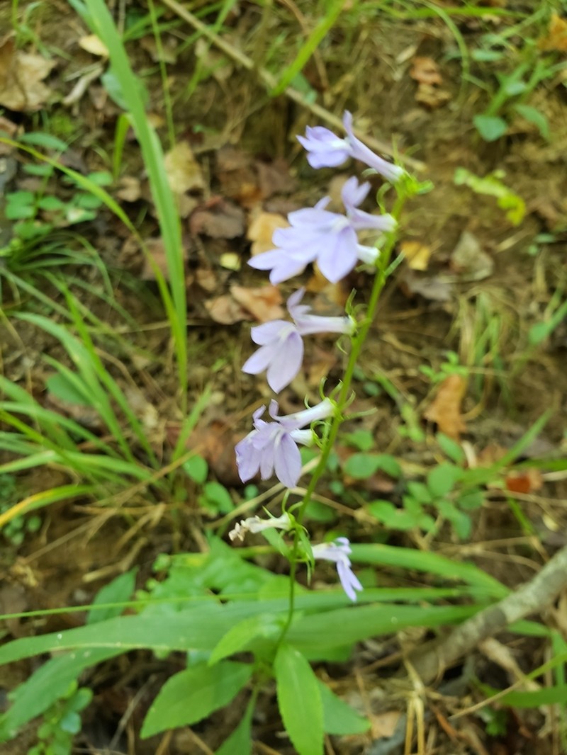 Southern Lobelia photo 8
