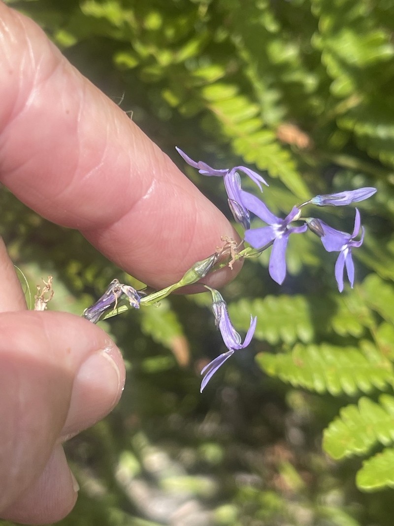 Apache Lobelia photo 2