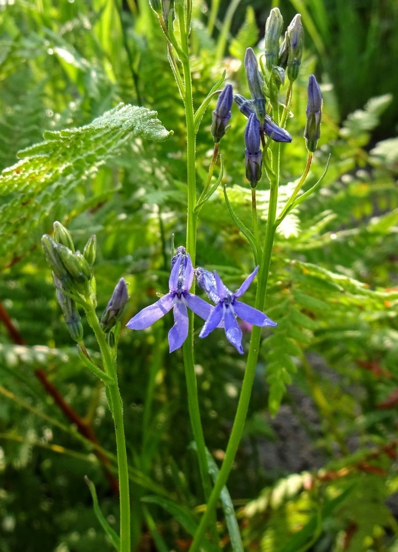 Apache Lobelia photo 3
