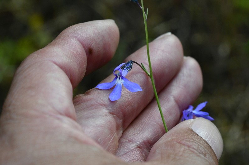 Apache Lobelia photo 4