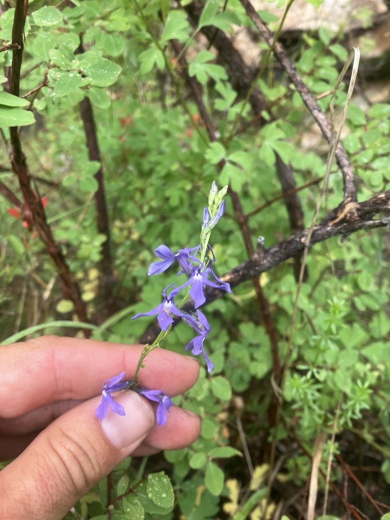 Apache Lobelia photo 5