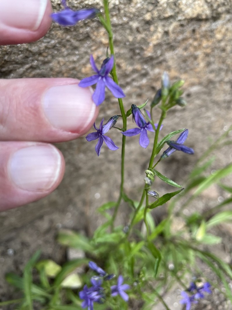 Apache Lobelia photo 6