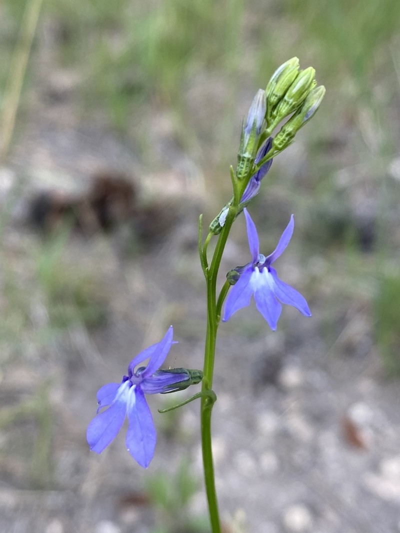 Apache Lobelia photo 7