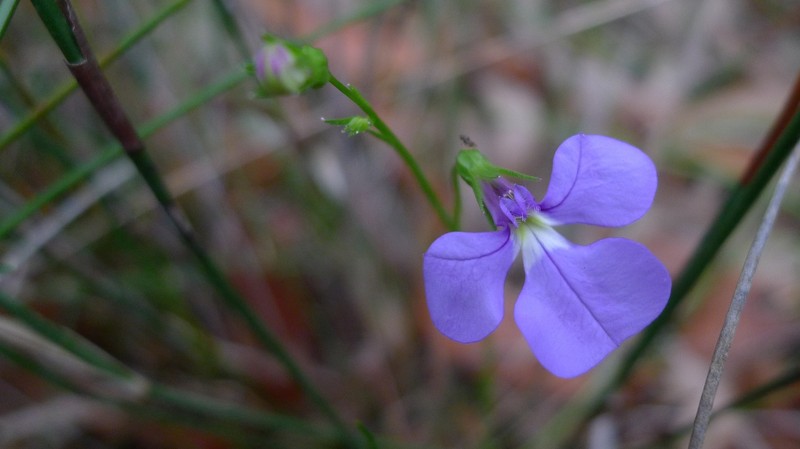Lobelia andrewsii