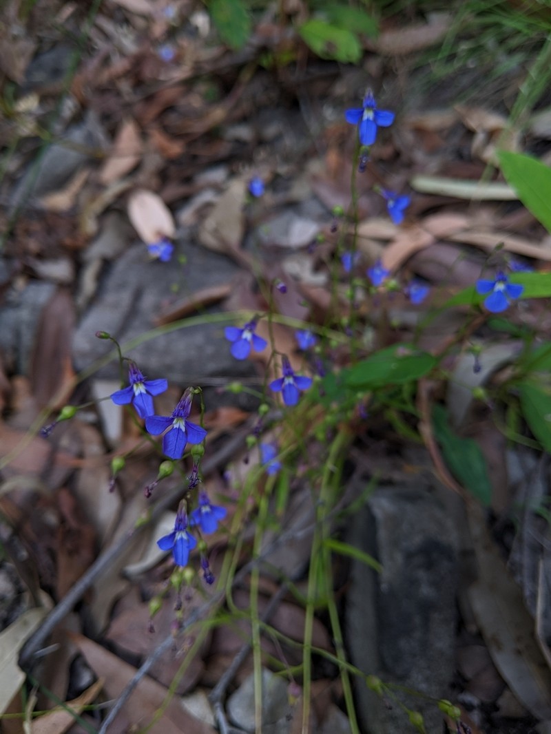 Lobelia andrewsii photo 2