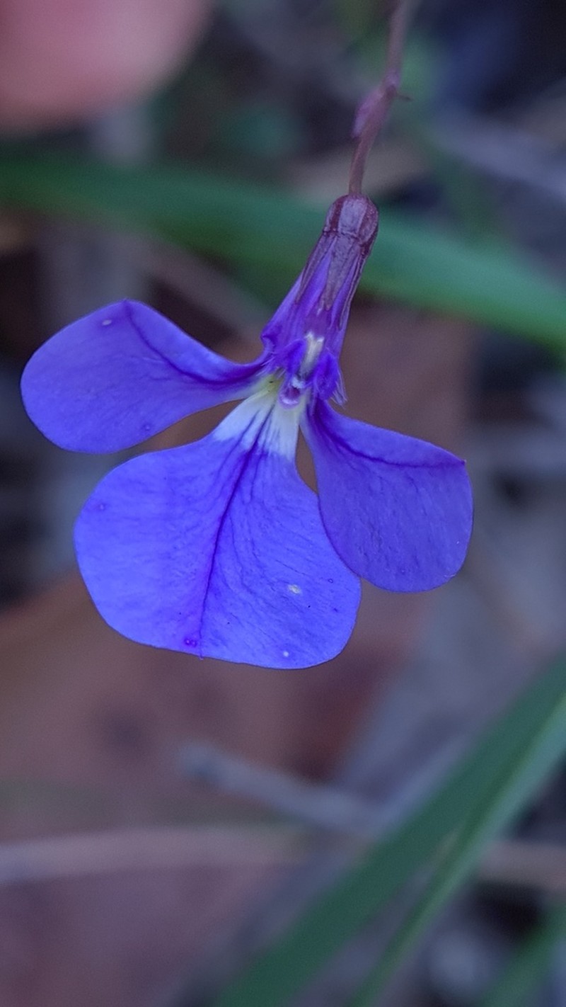 Lobelia andrewsii photo 4