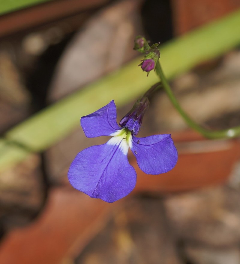 Lobelia andrewsii photo 5