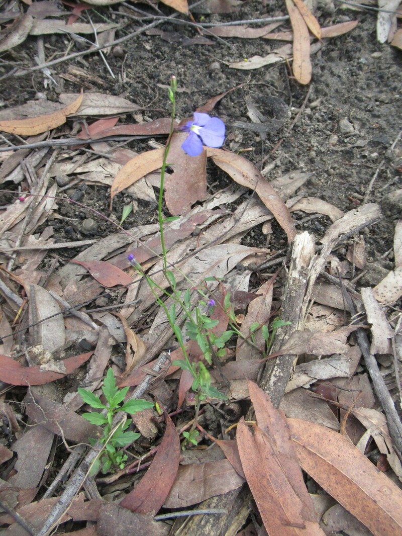 Lobelia andrewsii photo 6
