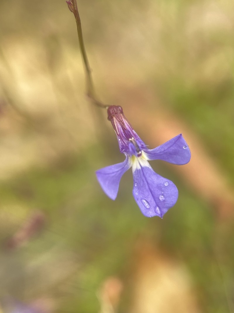 Lobelia andrewsii photo 7