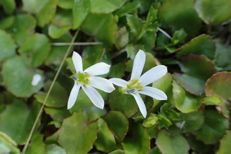 Lobelia angulata