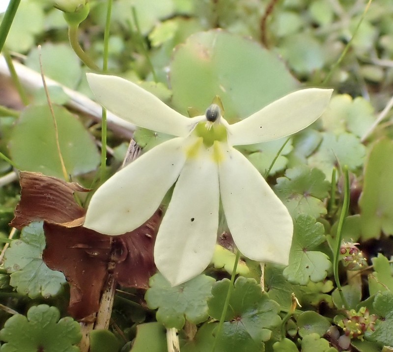 Lobelia angulata photo 3