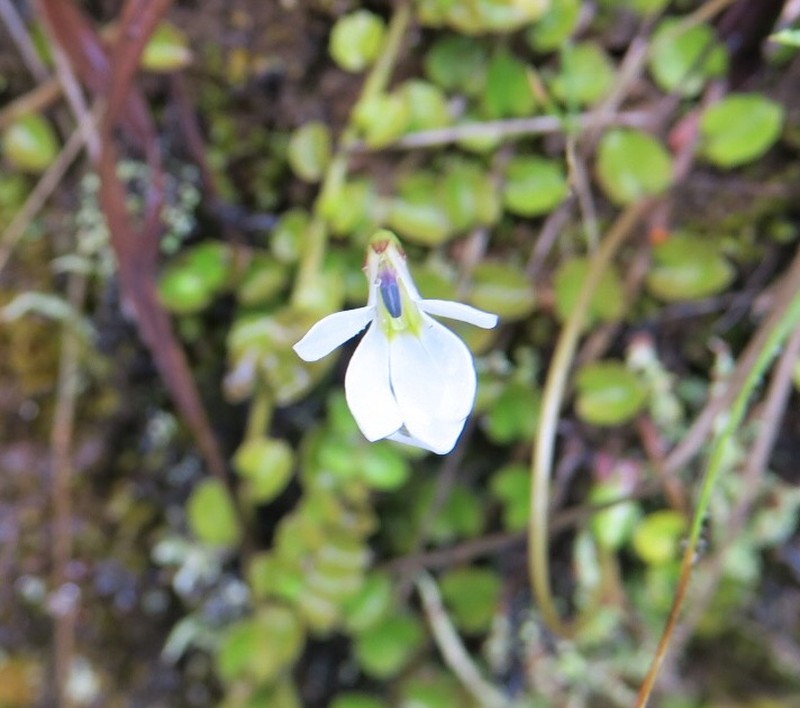 Lobelia angulata photo 4