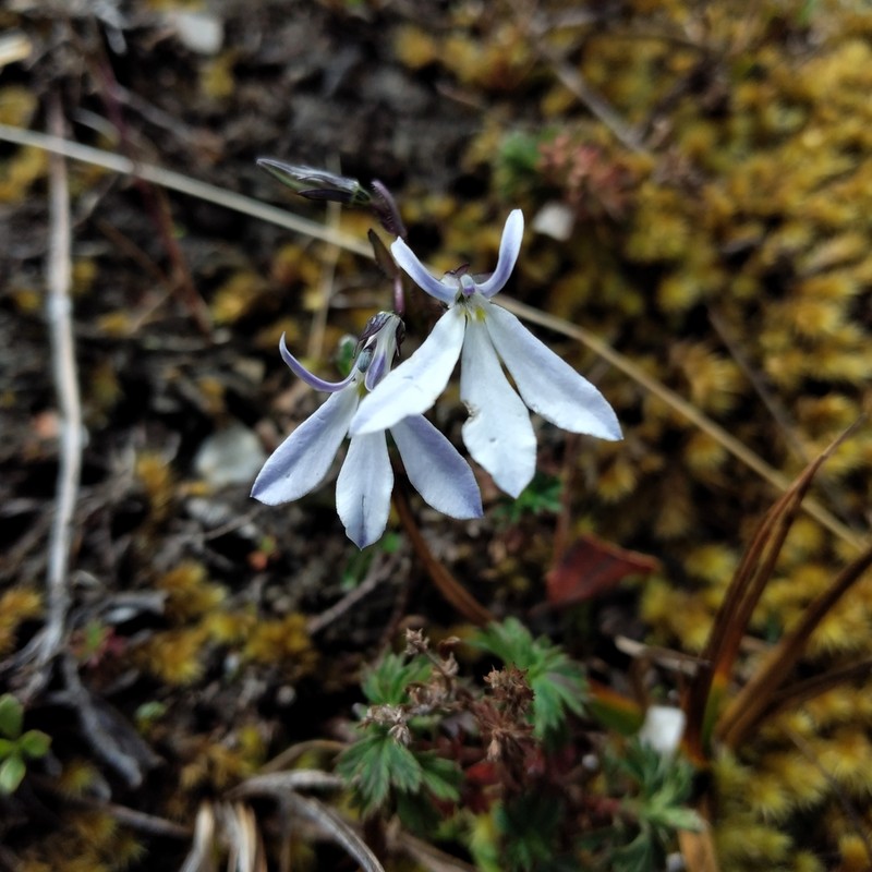Lobelia angulata photo 5