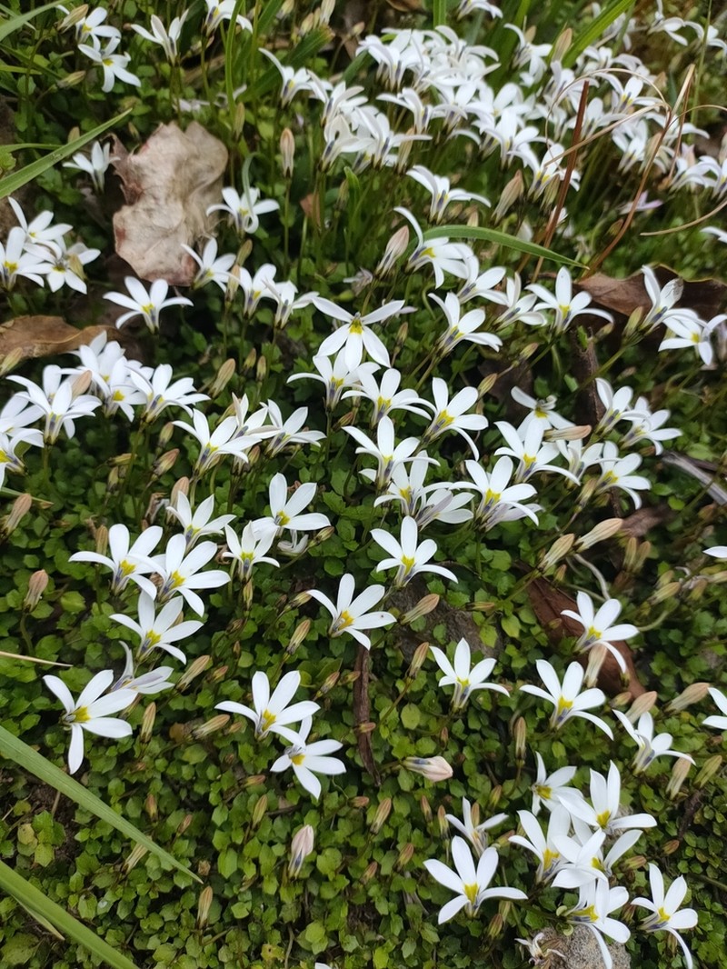 Lobelia angulata photo 6