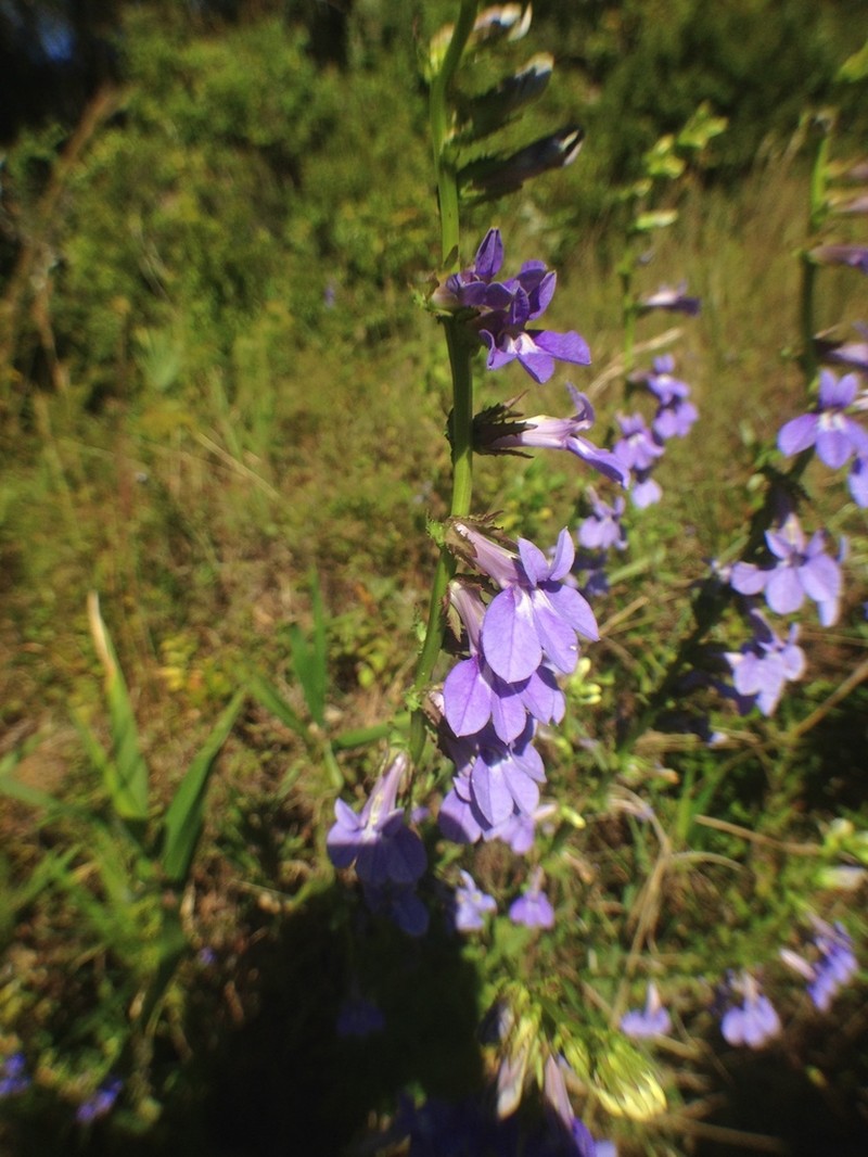 Lobelia apalachicolensis