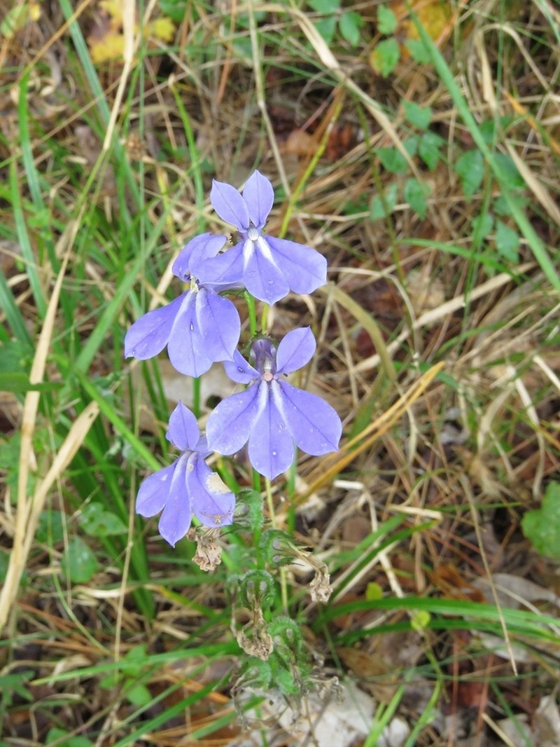 Lobelia apalachicolensis photo 2