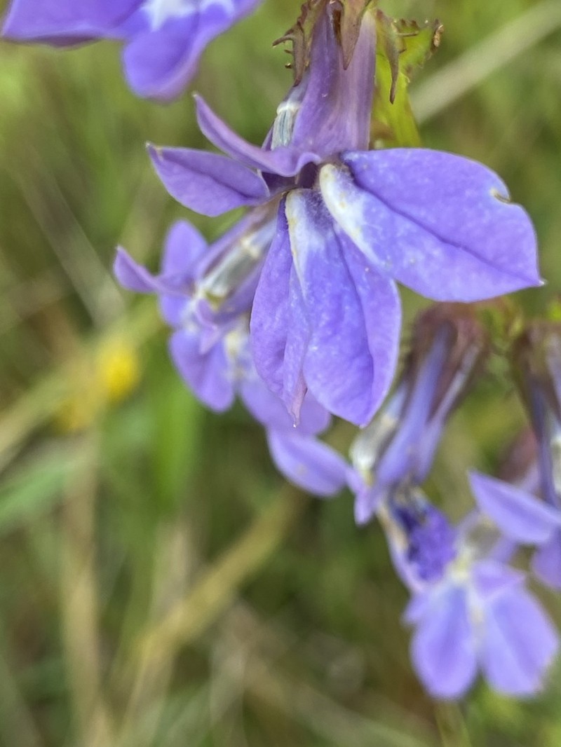Lobelia apalachicolensis photo 3