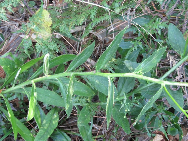 Lobelia apalachicolensis photo 4