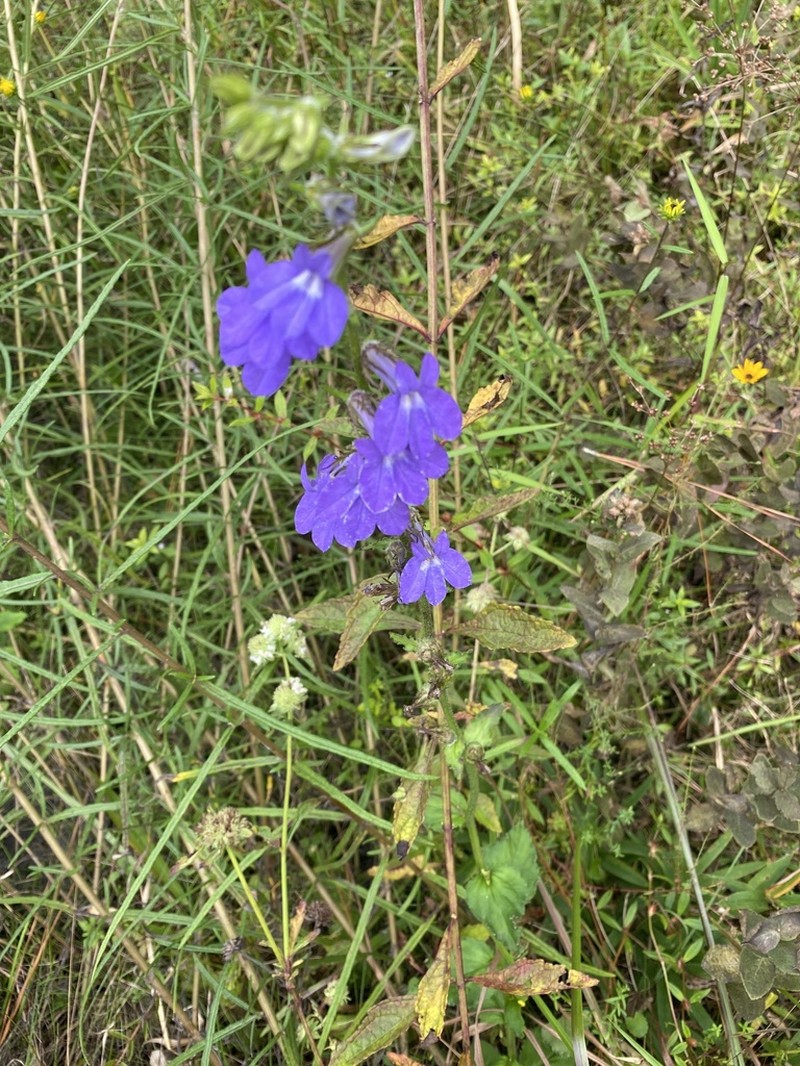 Lobelia apalachicolensis photo 5