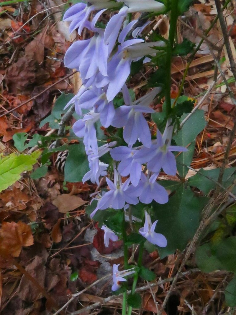 Lobelia apalachicolensis photo 6
