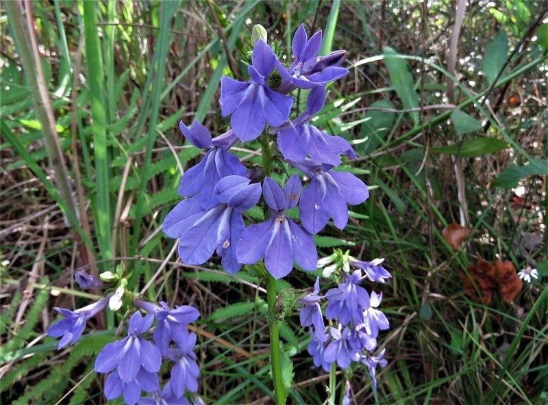 Lobelia apalachicolensis photo 7