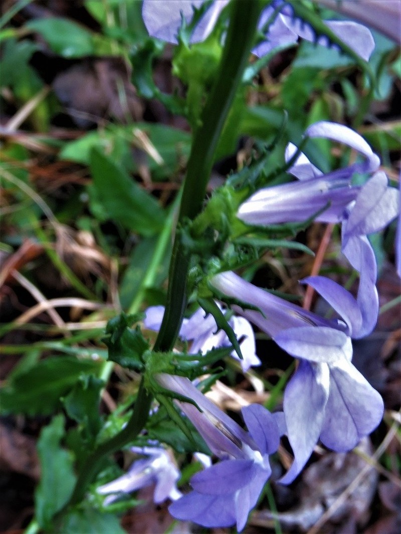 Lobelia apalachicolensis photo 8