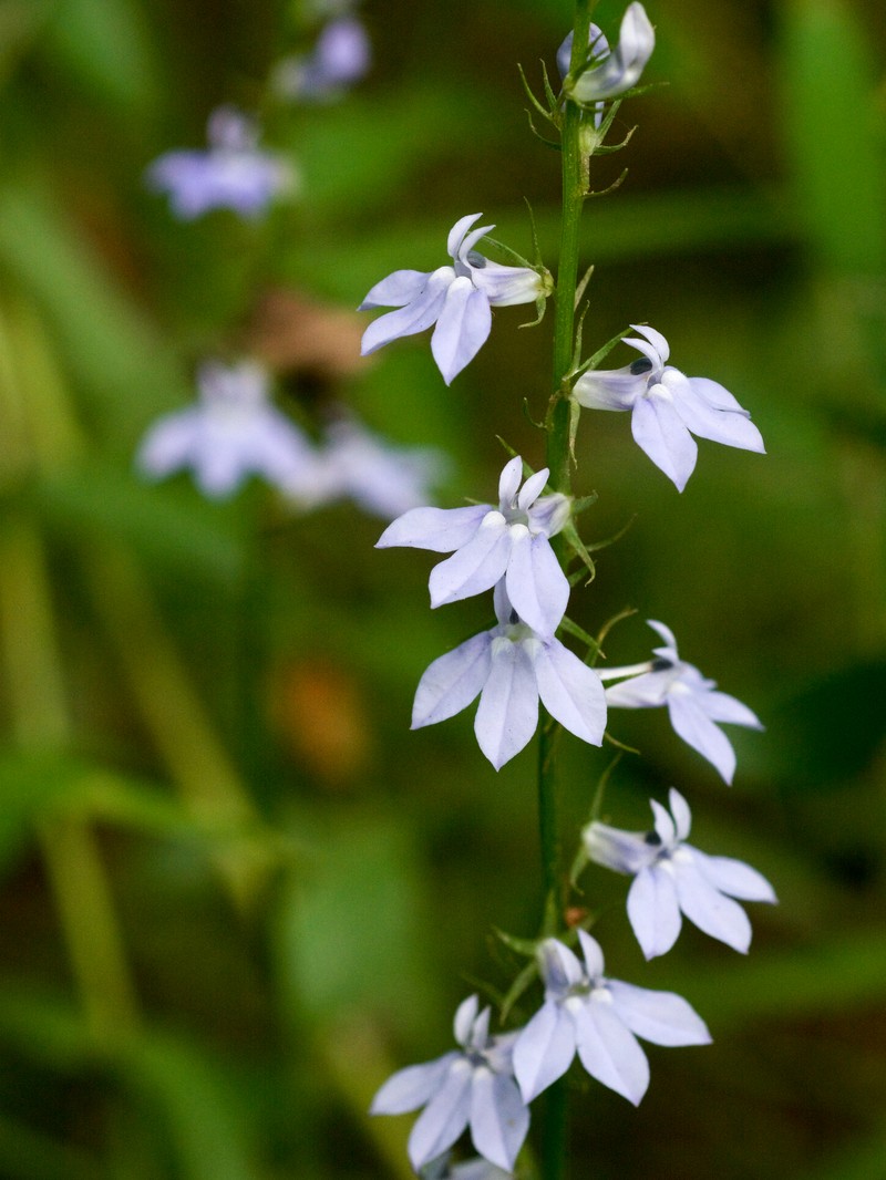 Pale Lobelia