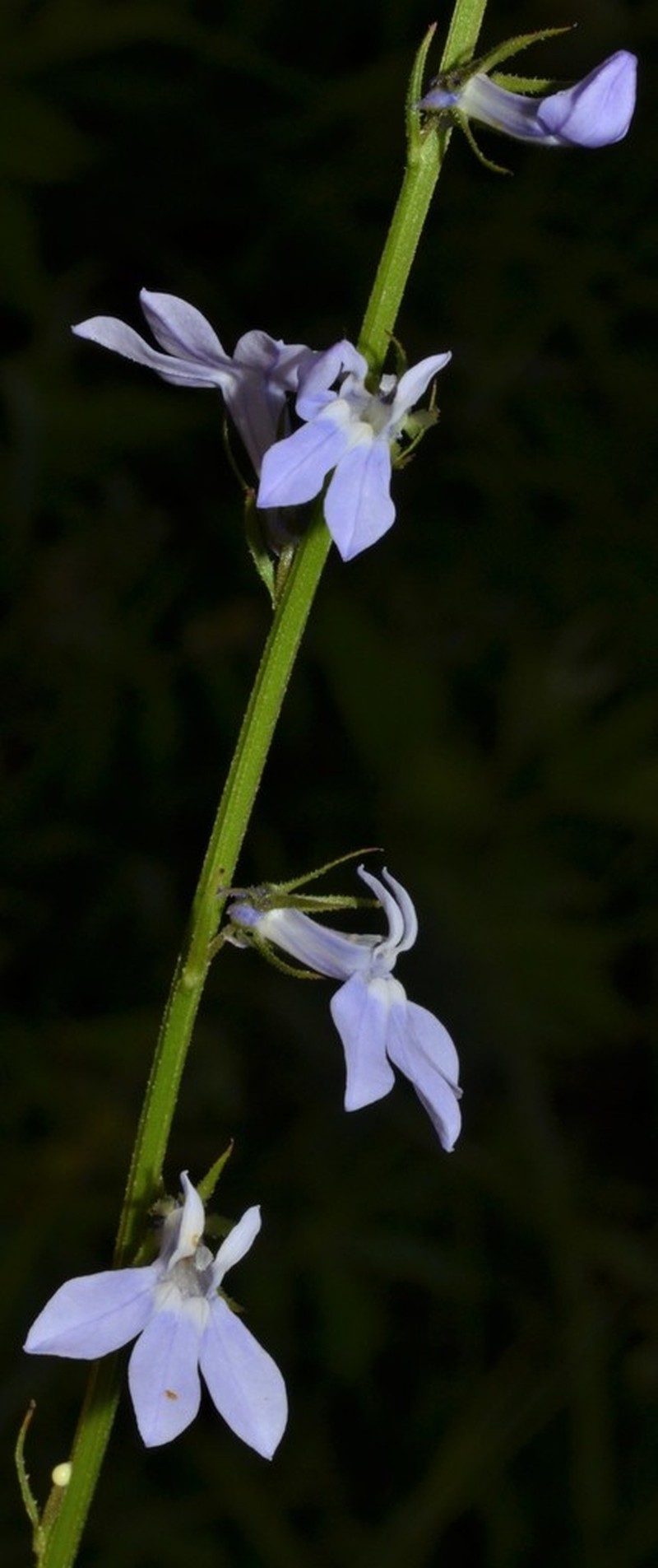 Pale Lobelia photo 2