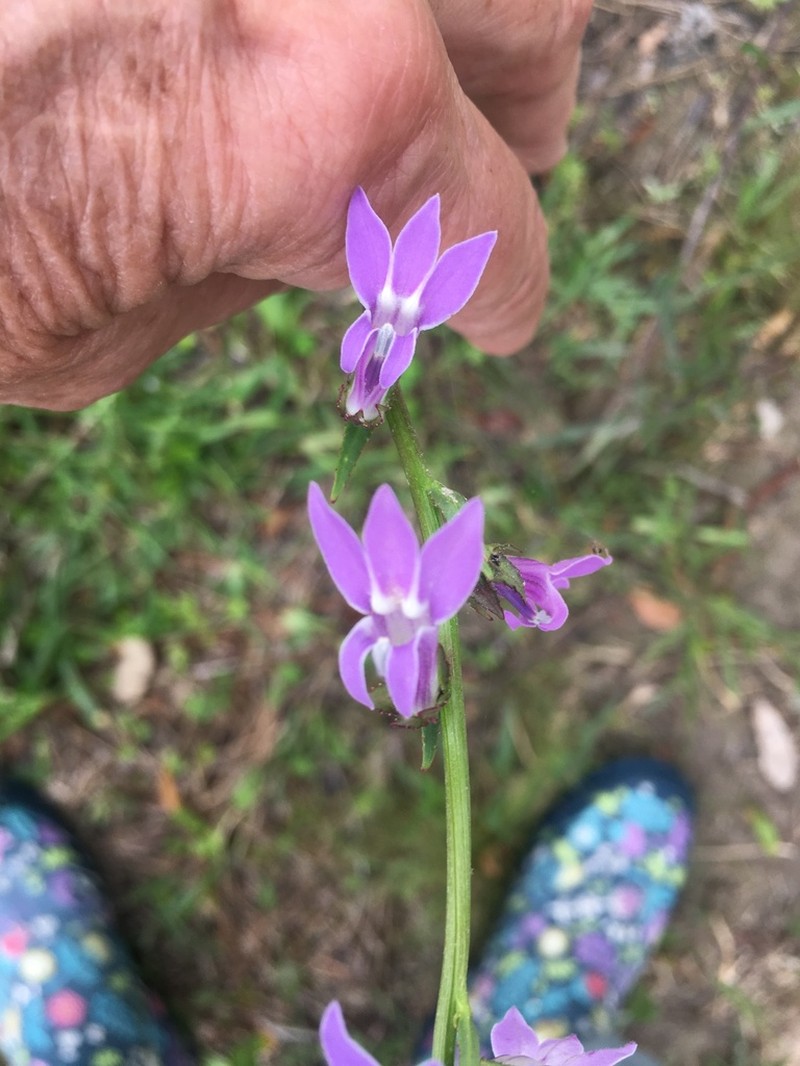 Pale Lobelia photo 3